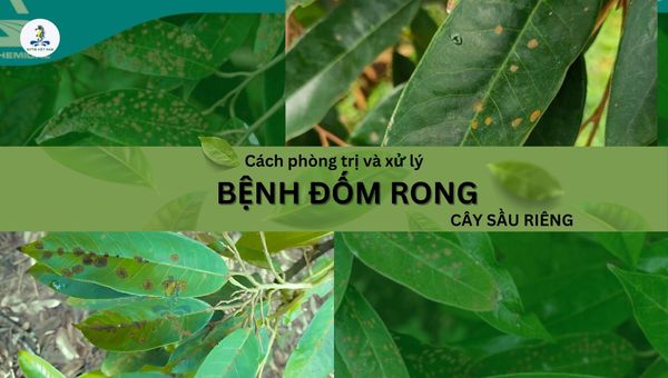 Bệnh đốm rong trên cây sầu riêng mùa mưa: Nguyên nhân, triệu chứng và cách xử lý