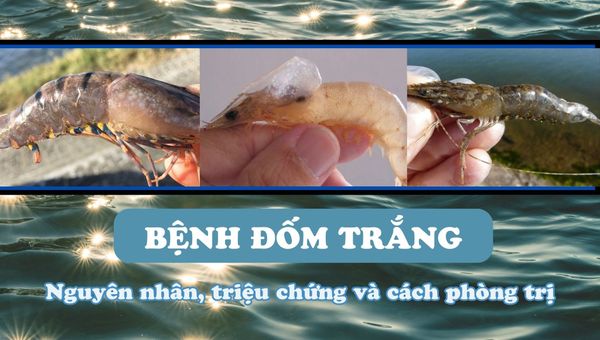 Bệnh đốm trắng trên tôm: Nguyên nhân, triệu chứng, cách phòng trị bệnh