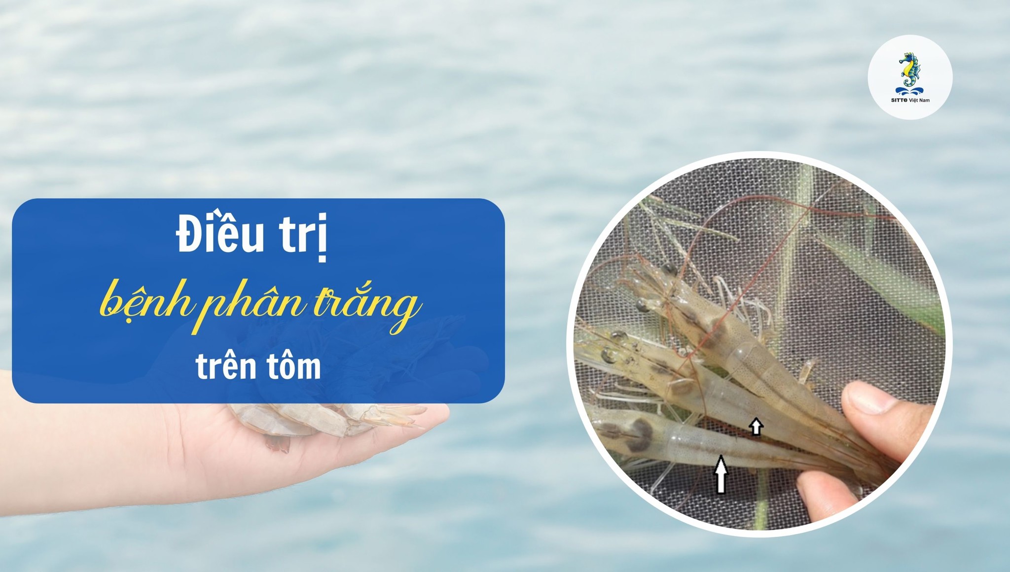 Hướng dẫn phòng ngừa và điều trị bệnh phân trắng trên tôm hiệu quả
