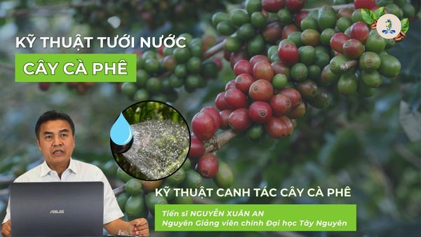 Kỹ thuật tưới nước cây cà phê | Kỹ thuật canh tác cây cà phê