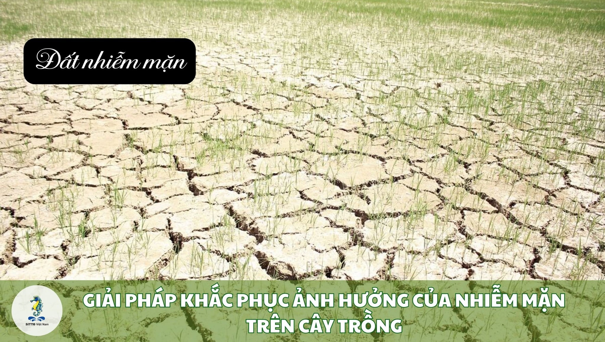 Đất nhiễm mặn là gì: Cách xử lý, giải pháp khắc phục ảnh hưởng trên cây trồng
