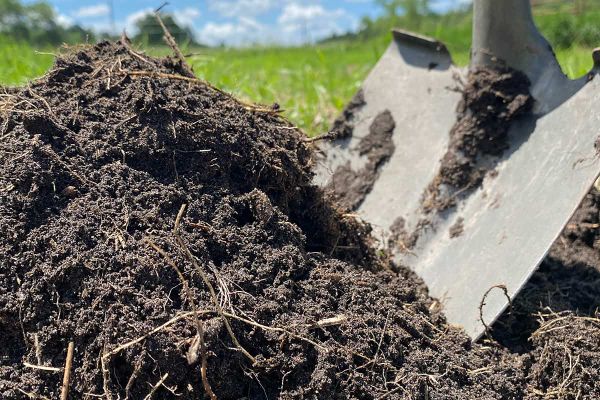 Phân chuồng là gì: Đặc điểm và cách chế biến phân chuồng