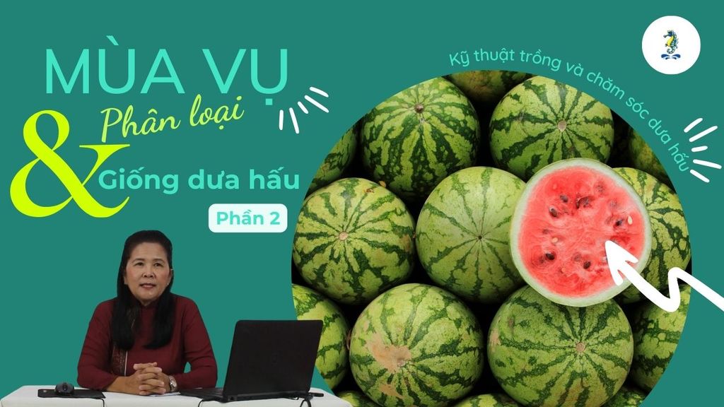 Mùa vụ, phân loại và giống dưa hấu | Kỹ thuật trồng và chăm sóc dưa hấu