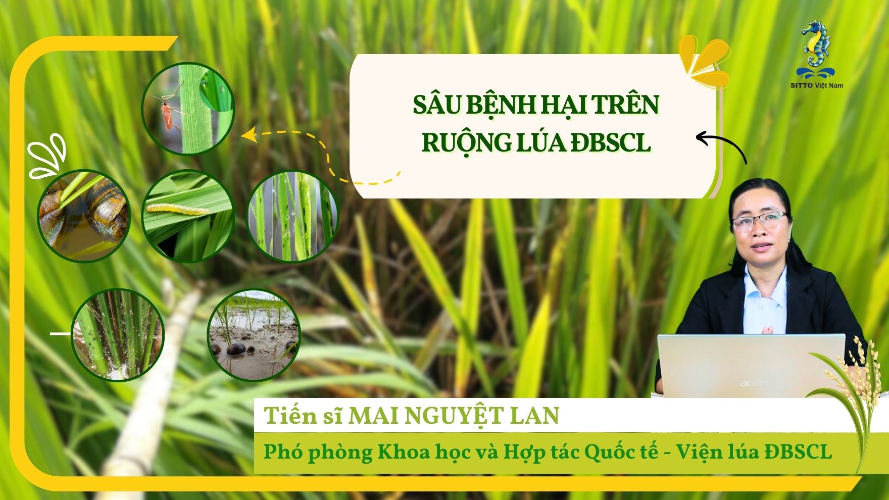 Kỹ Thuật Canh Tác Lúa - Quy Trình Bón Phân Trong Sản Xuất Lúa Vùng Đồng Bằng Sông Cửu (Bài 7) | SITTO eShop