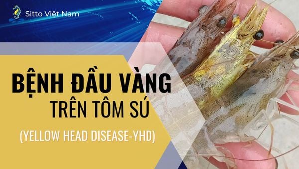 Bệnh đầu vàng trên tôm sú (YHD): Nguyên nhân, triệu chứng, phòng trị