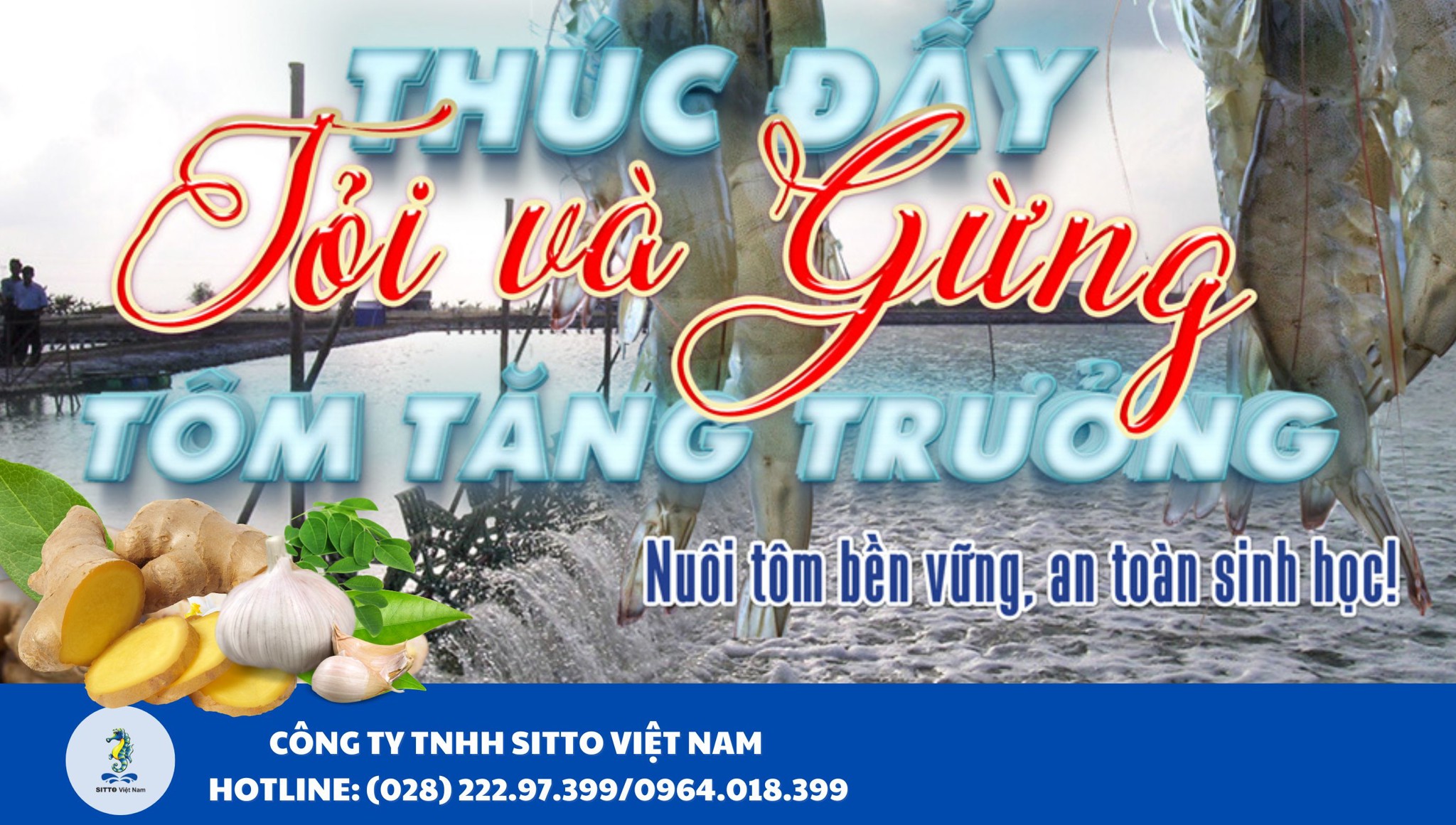 Tỏi và gừng giúp thúc đẩy tăng trưởng của tôm thẻ chân trắng