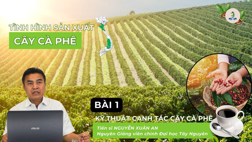 Tình hình sản xuất cây cà phê | Kỹ thuật canh tác cây cà phê