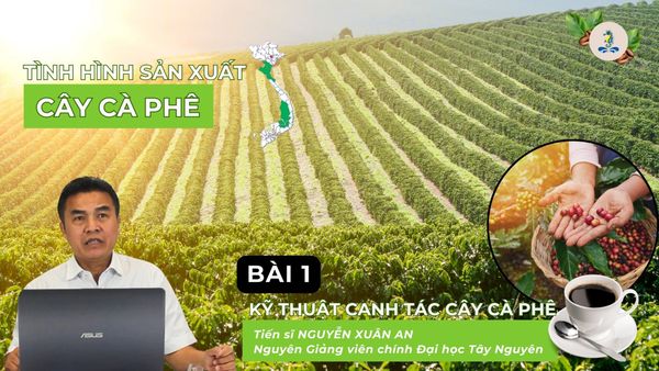 Tình hình sản xuất cây cà phê | Kỹ thuật canh tác cây cà phê