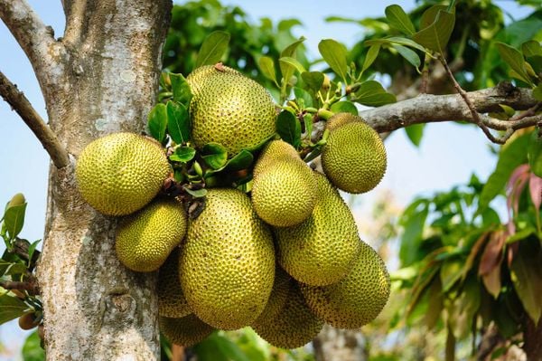 Mít bị thối trái: Triệu chứng và biện pháp phòng trừ