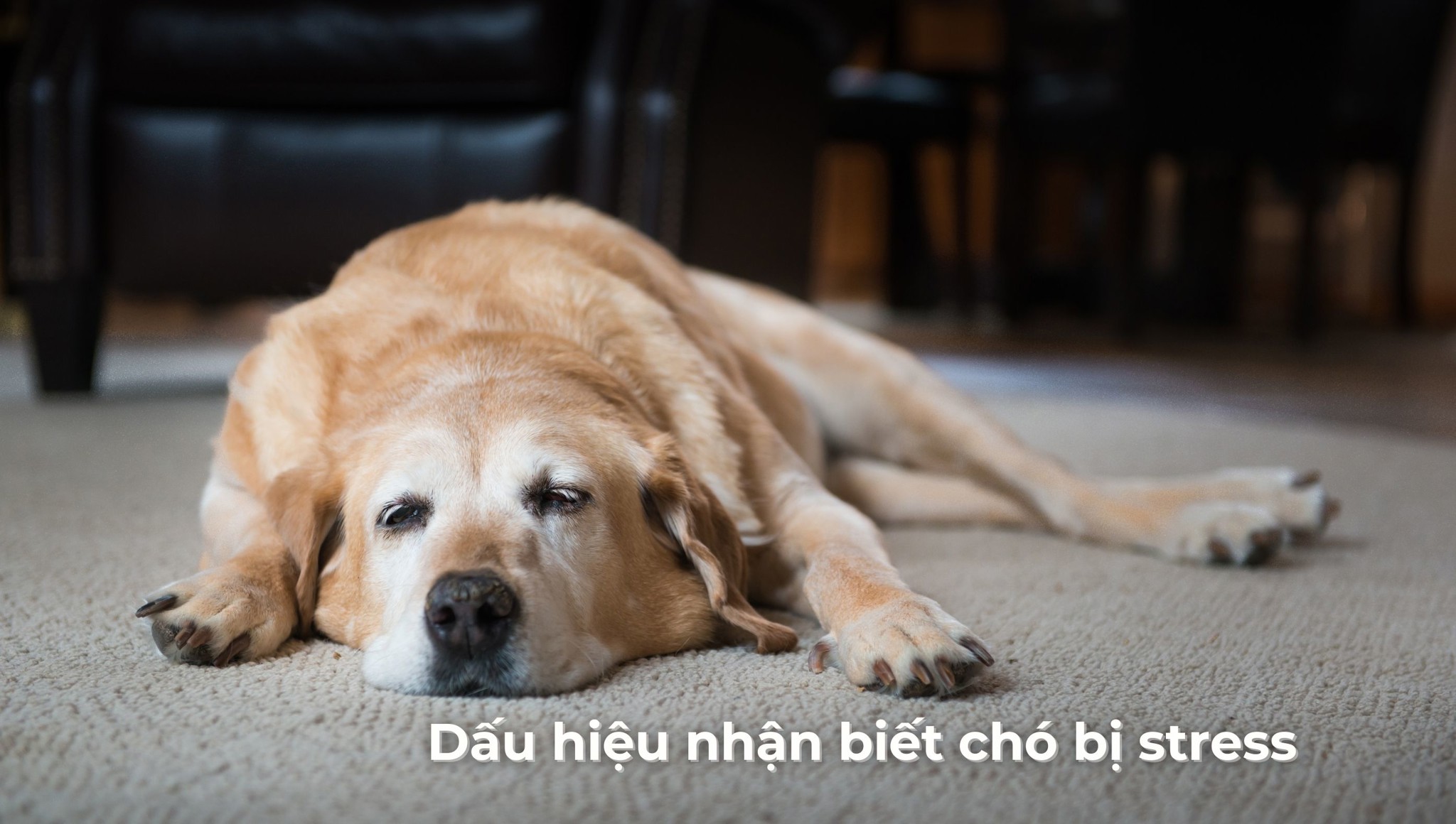 Stress trên chó: Dấu hiệu nhận biết bạn không được chủ quan!