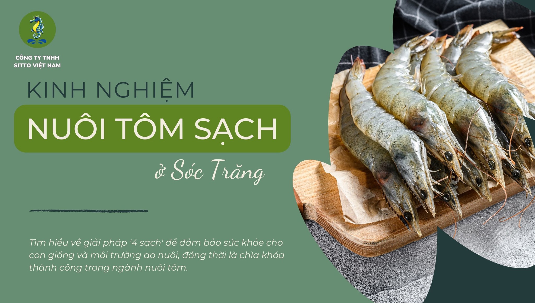 Kinh nghiệm nuôi tôm sạch ở Sóc Trăng: Thách thức nước ít và chiến lược ngăn ngừa dịch bệnh