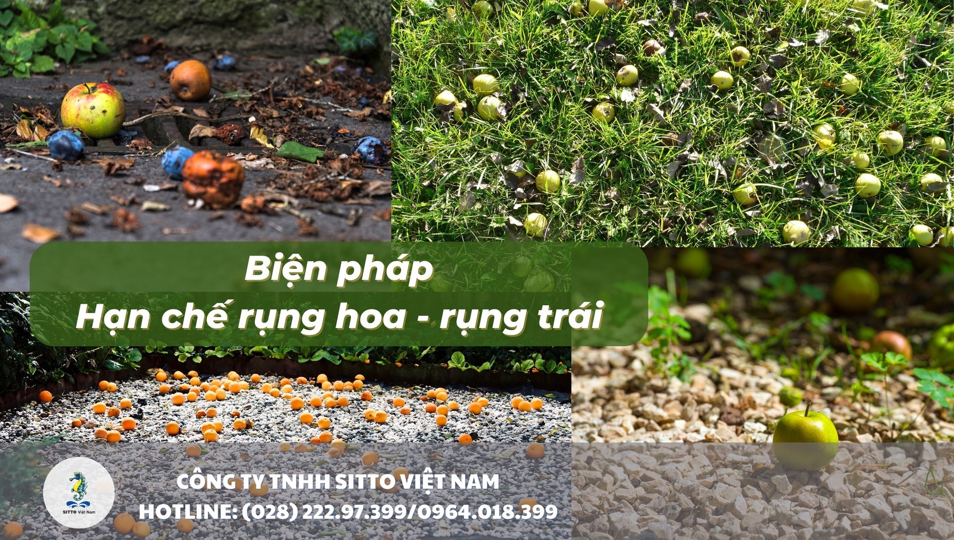 Biện pháp hạn chế rụng hoa - rụng trái trong giai đoạn ra hoa, đậu trái
