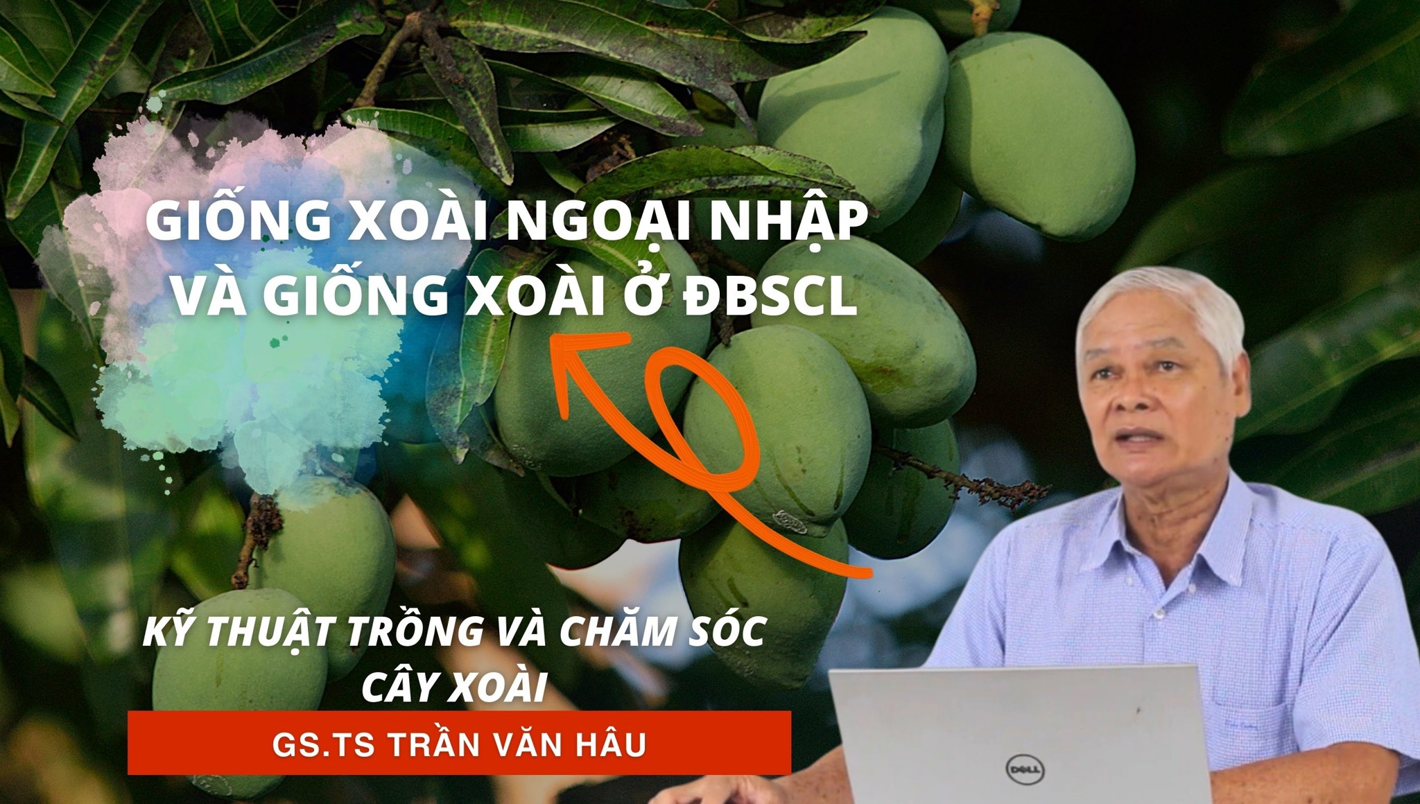 Giống Xoài ngoại nhập và giống Xoài ở ĐBSCL | Kỹ thuật trồng và chăm sóc Xoài
