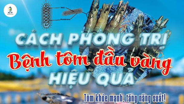 Bệnh tôm đầu vàng: Triệu chứng, nguyên nhân, cách phòng trị