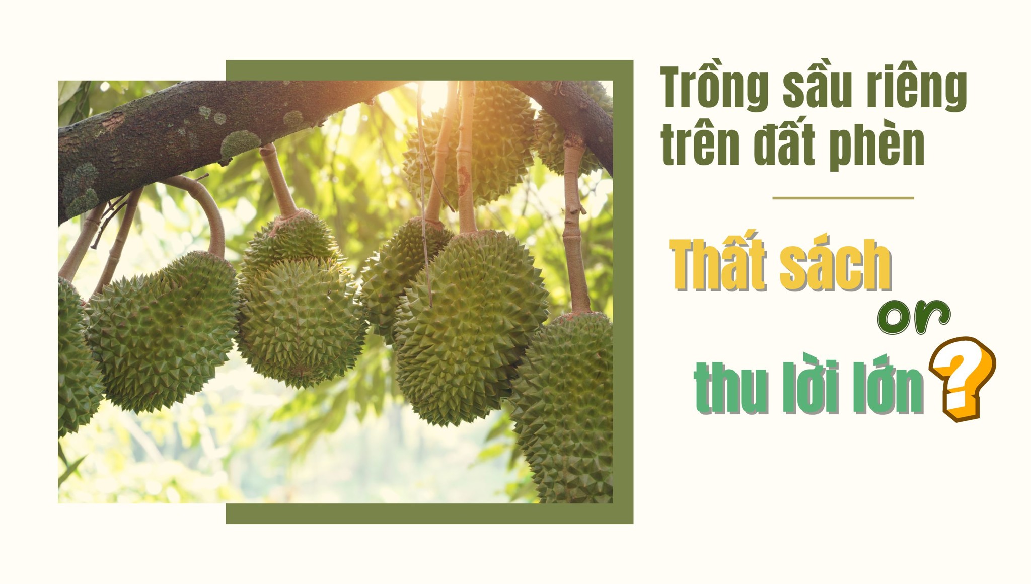 Trồng sầu riêng trên đất phèn: Thất sách hay thu lời lớn