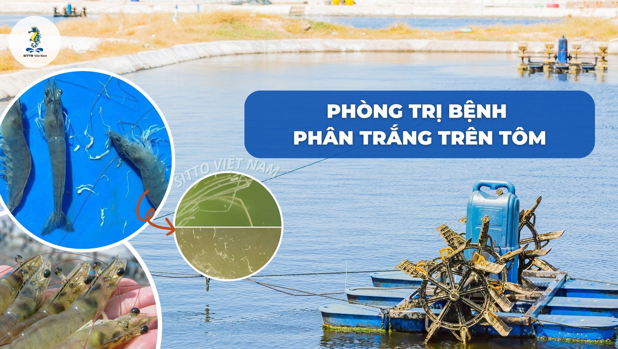 Bệnh phân trắng trên tôm: Biểu hiện, cách phòng ngừa, điều trị