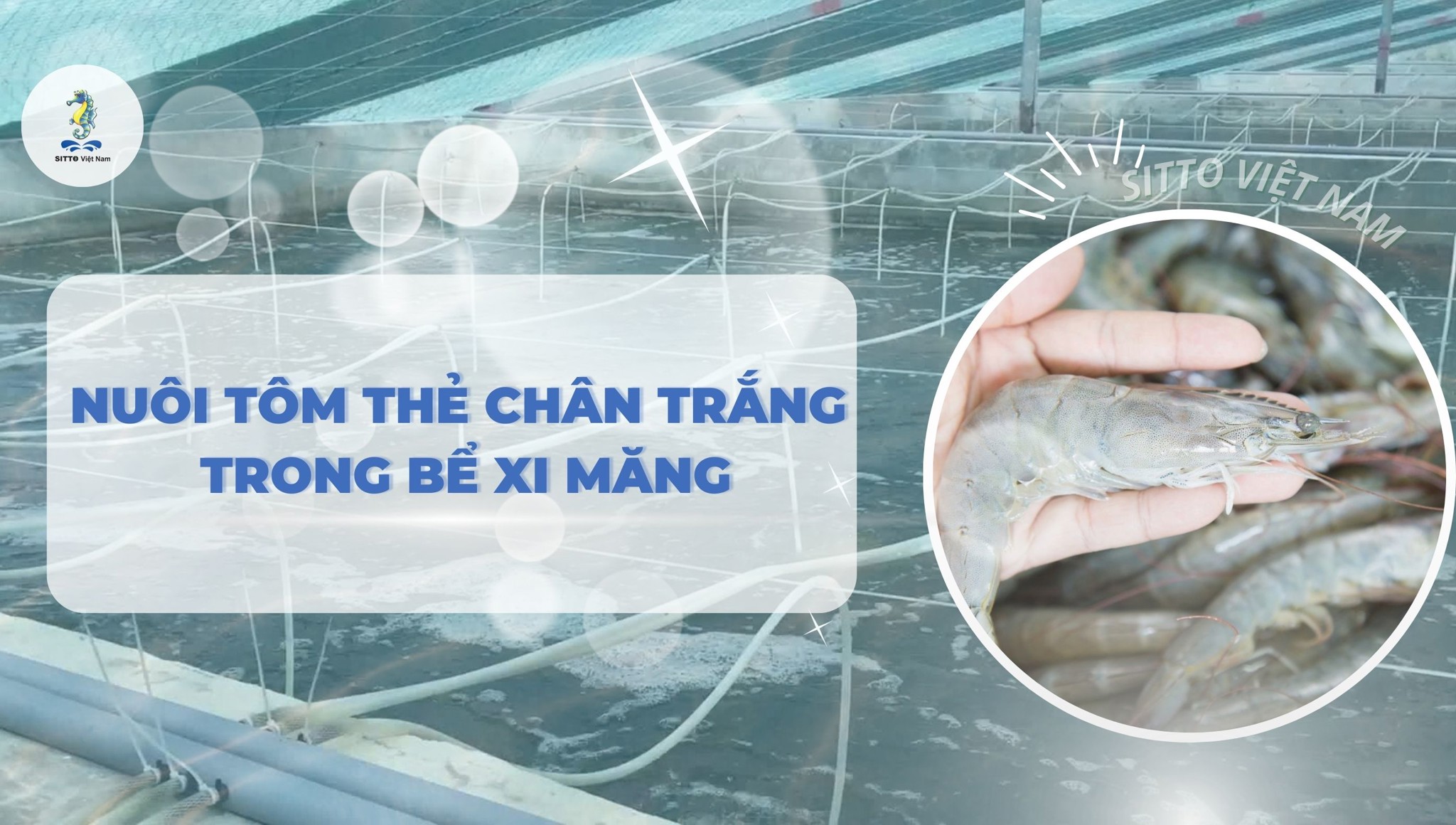 Kỹ thuật nuôi tôm thẻ chân trắng trong bể xi măng 2 giai đoạn