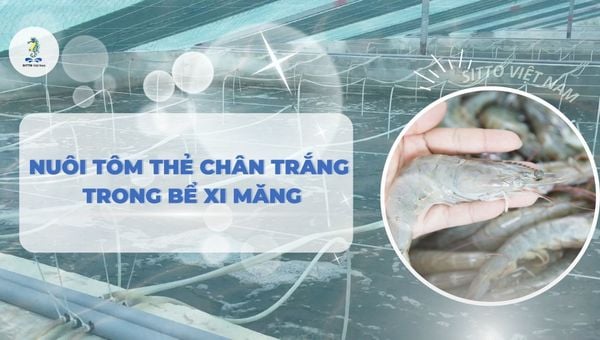 Kỹ thuật nuôi tôm thẻ chân trắng trong bể xi măng 2 giai đoạn