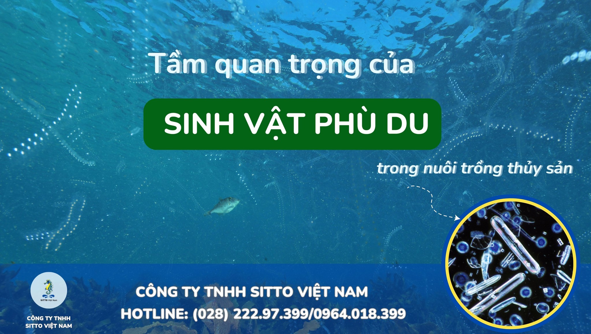 Tầm quan trọng của sinh vật phù du trong nuôi trồng thủy sản
