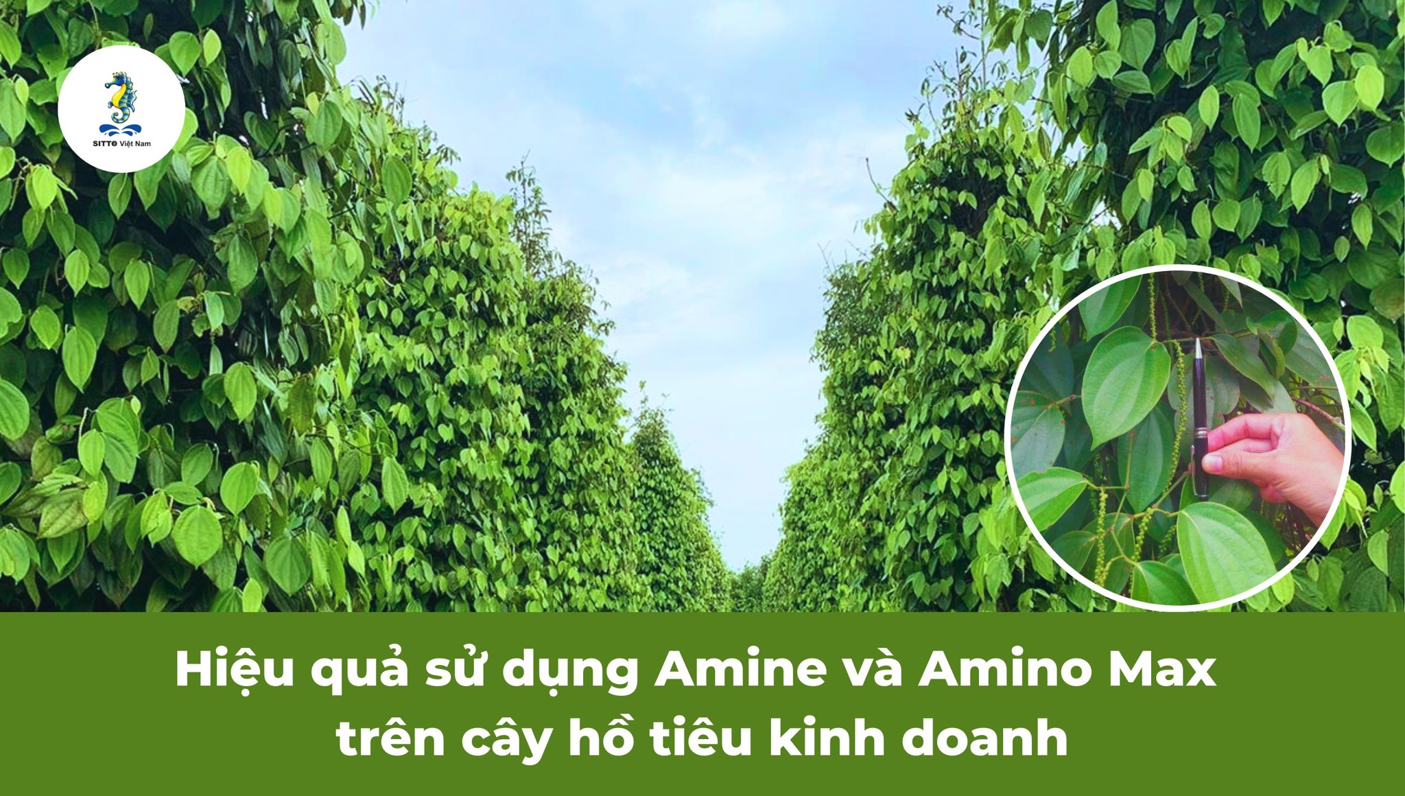 Hiệu quả sử dụng Amine và Amino Max trên cây hồ tiêu kinh doanh