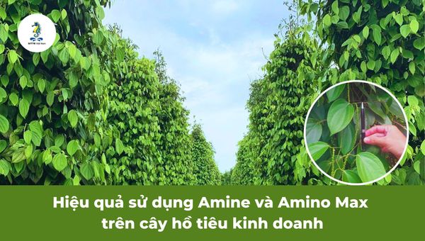 Hiệu quả sử dụng Amine và Amino Max trên cây hồ tiêu kinh doanh