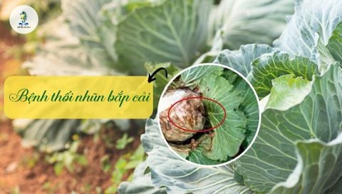 Bệnh thối nhũn bắp cải: Nguyên nhân, triệu chứng, cách trị bệnh