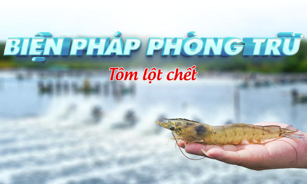 Biện pháp phòng ngừa hiện tượng tôm lột chết