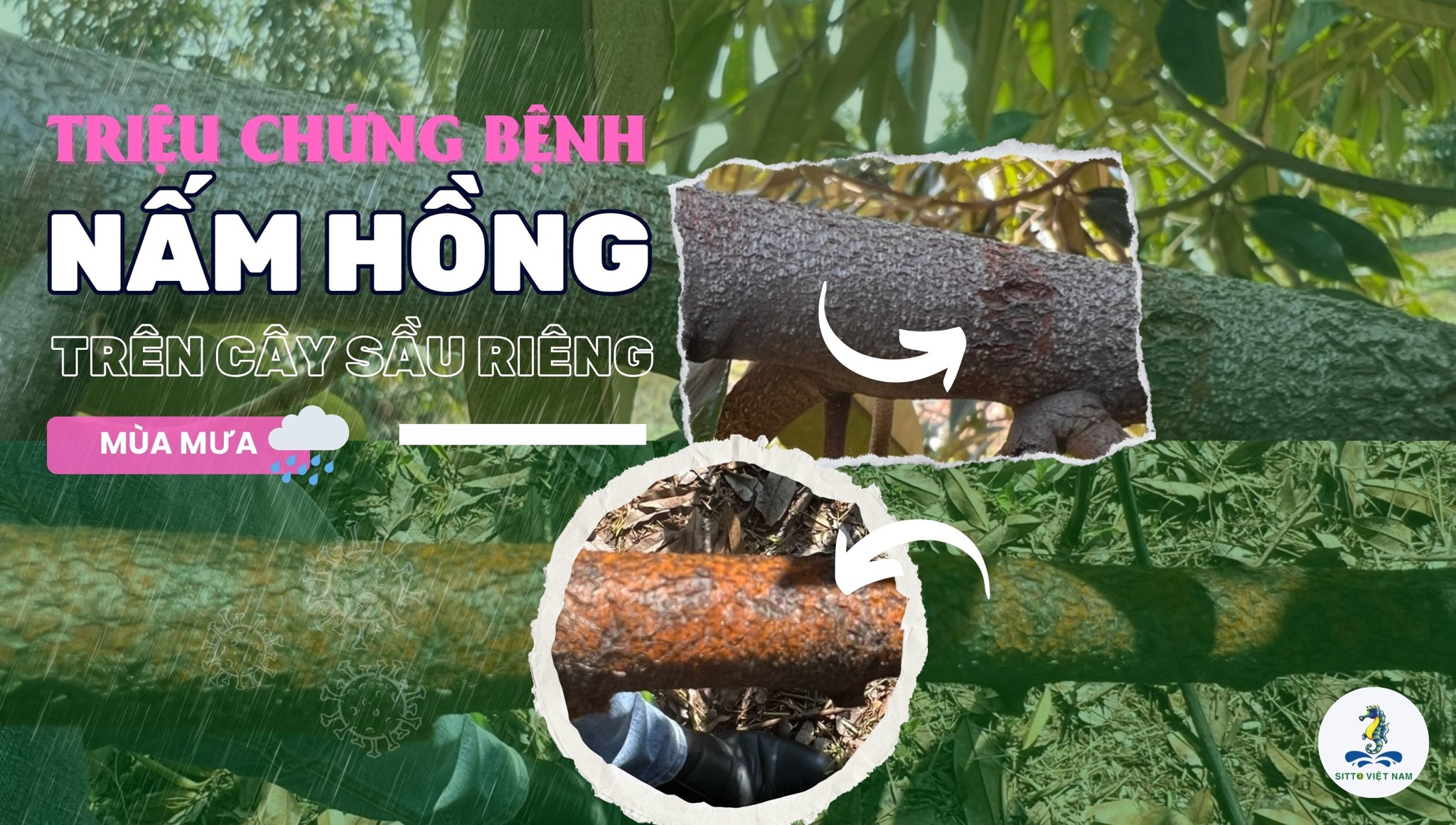 Bệnh nấm hồng trên cây sầu riêng mùa mưa: Nguyên nhân, triệu chứng, cách trị