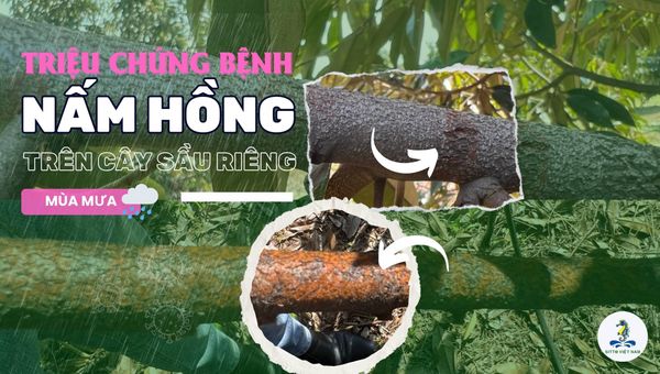 Bệnh nấm hồng trên cây sầu riêng mùa mưa: Nguyên nhân, triệu chứng, cách trị