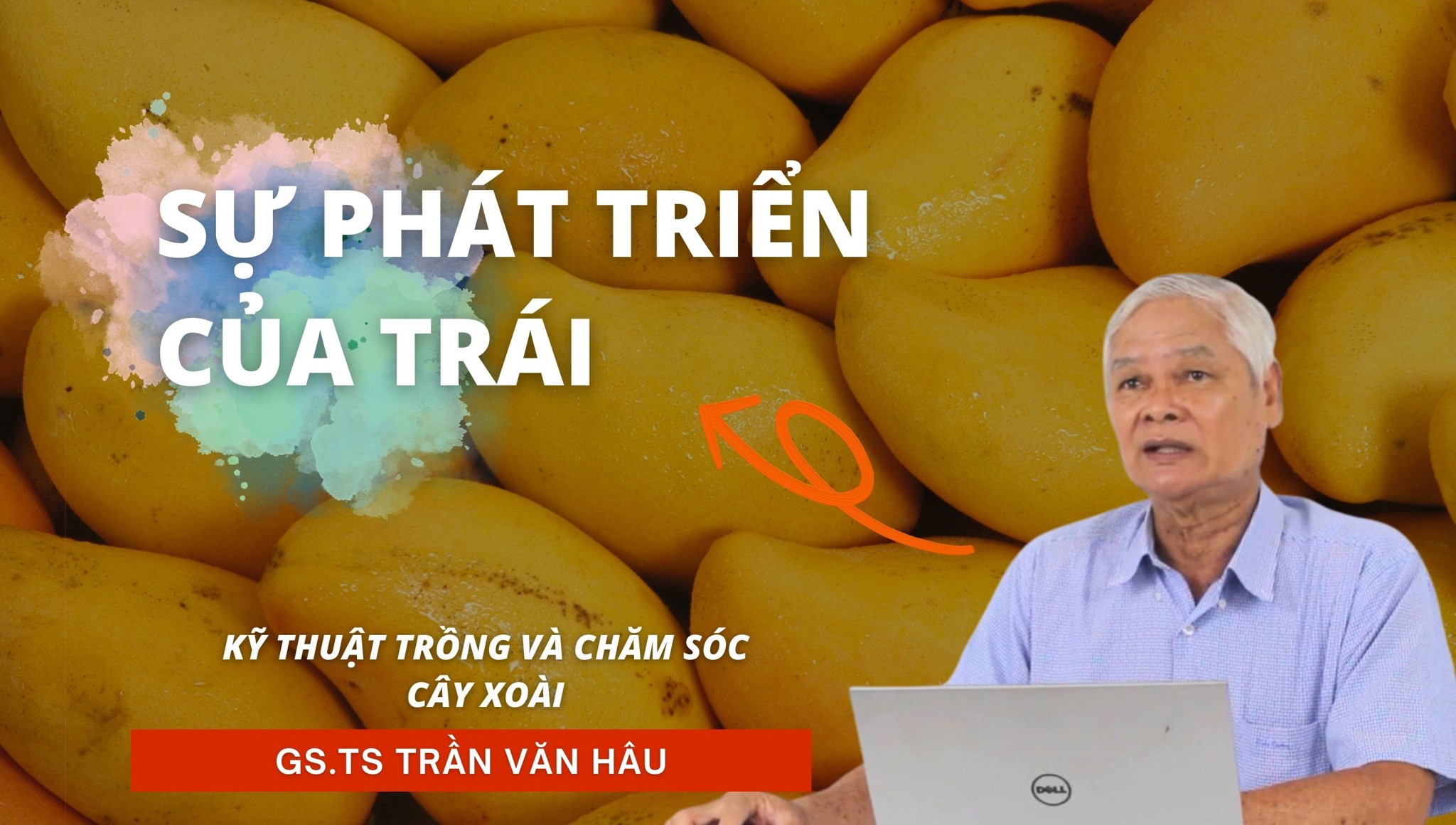 Sự phát triển của trái xoài | Kỹ thuật trồng và chăm sóc Xoài