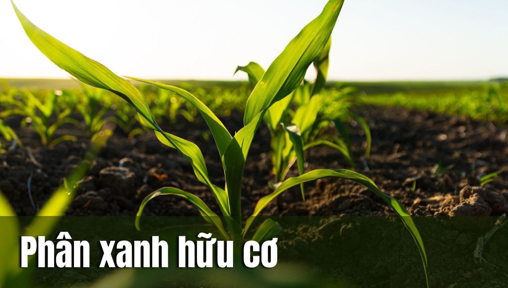 Phân xanh là gì? Cách sử dụng phân xanh cho cây trồng hấp thụ tốt