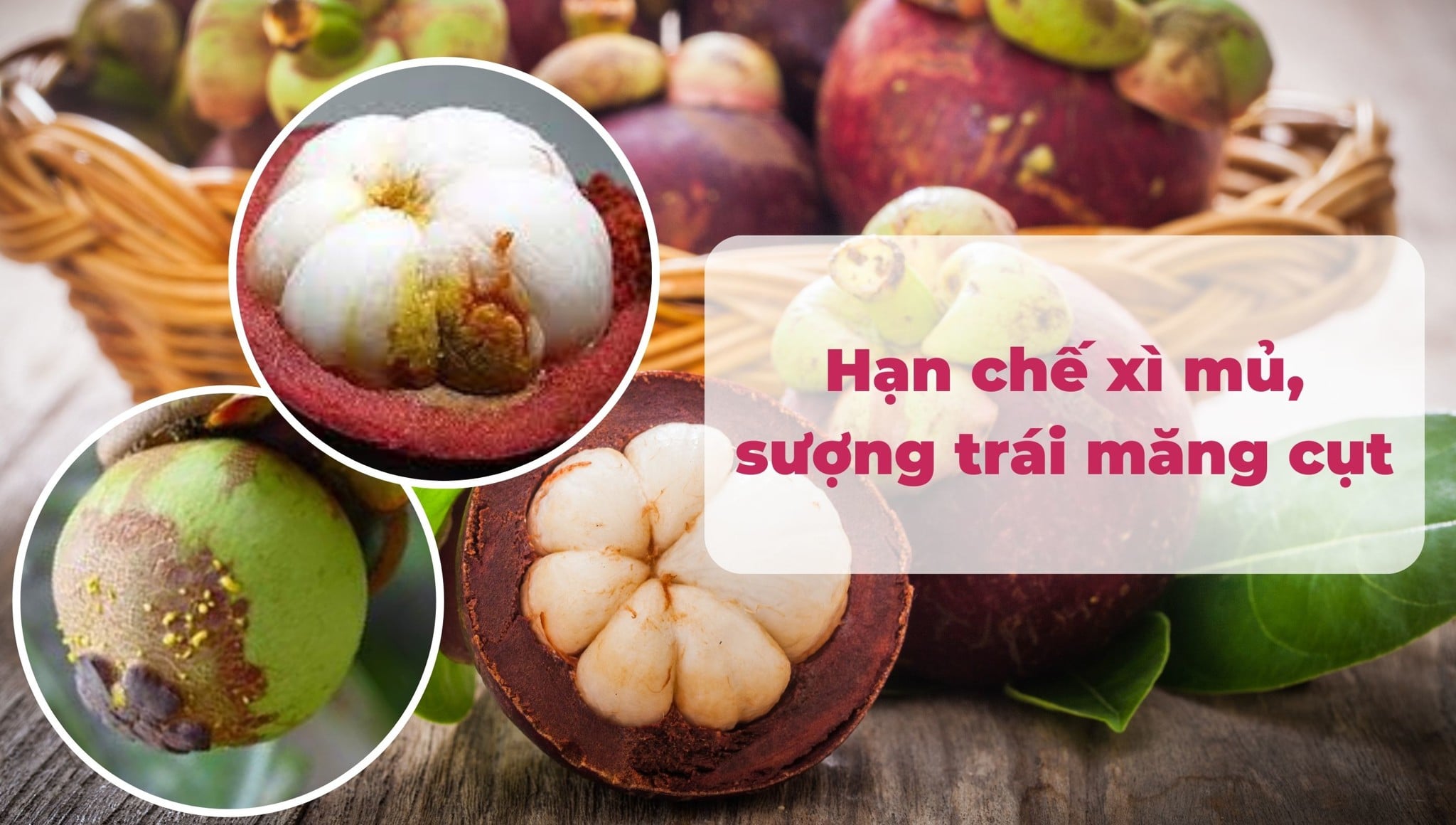 Biện pháp hạn chế hiện tượng xì mủ, sượng trái măng cụt