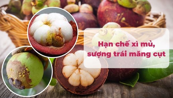 Biện pháp hạn chế hiện tượng xì mủ, sượng trái măng cụt