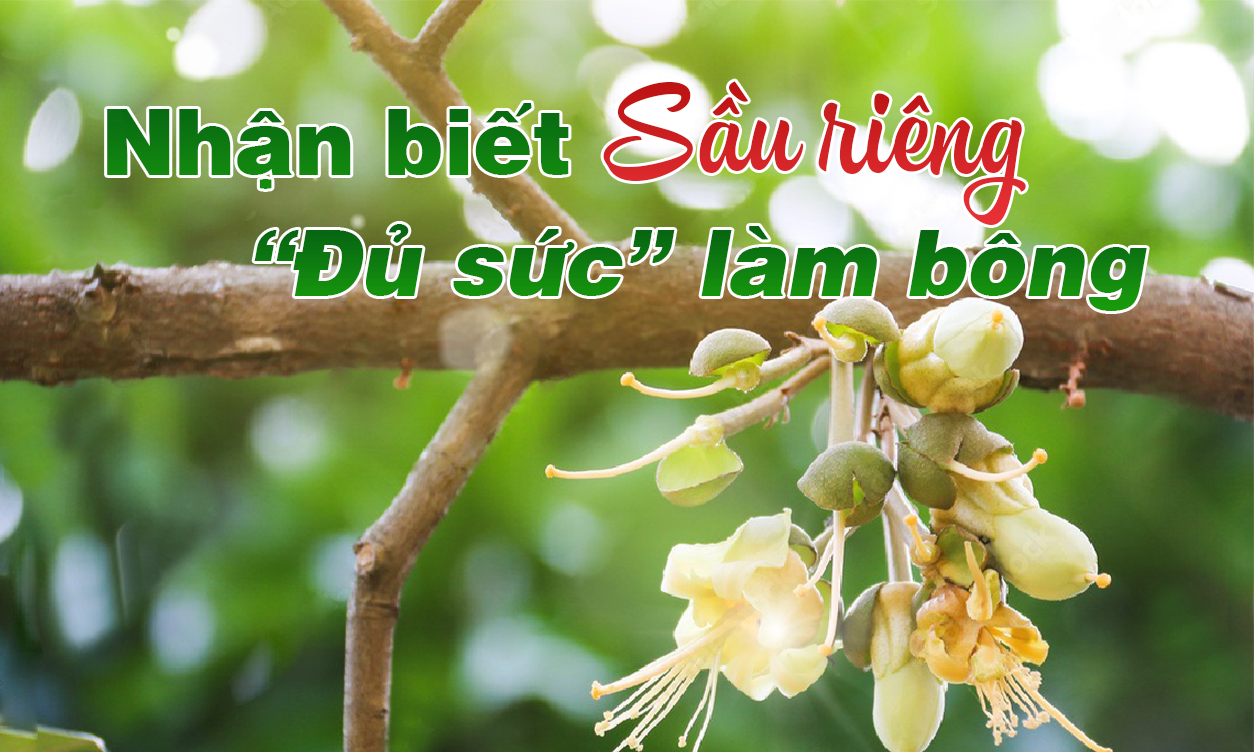 Nhận Biết Sầu Riêng Đủ Điều Kiện Làm Bông | SITTO eShop