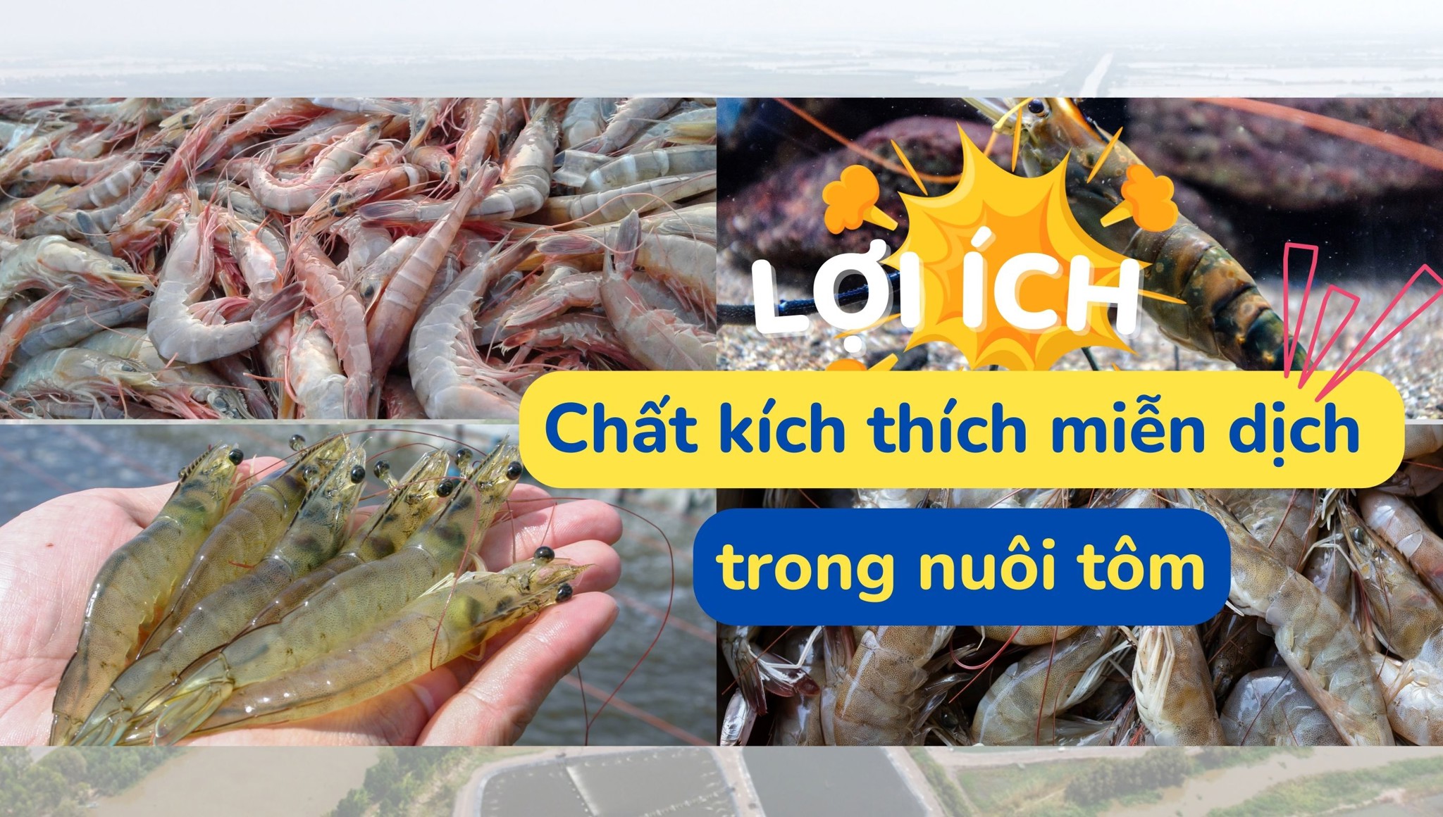 Lợi ích của chất kích thích miễn dịch trong nuôi tôm, nuôi trồng thủy sản