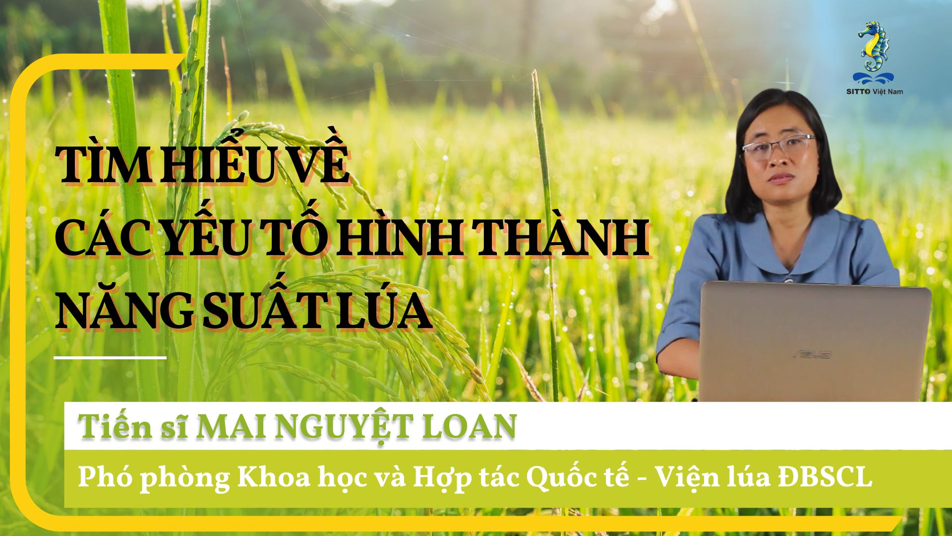 Kỹ Thuật Canh Tác Lúa - Tìm Hiểu Về Các Yếu Tố Hình Thành Năng Suất Lúa (Bài 1) | SITTO eShop