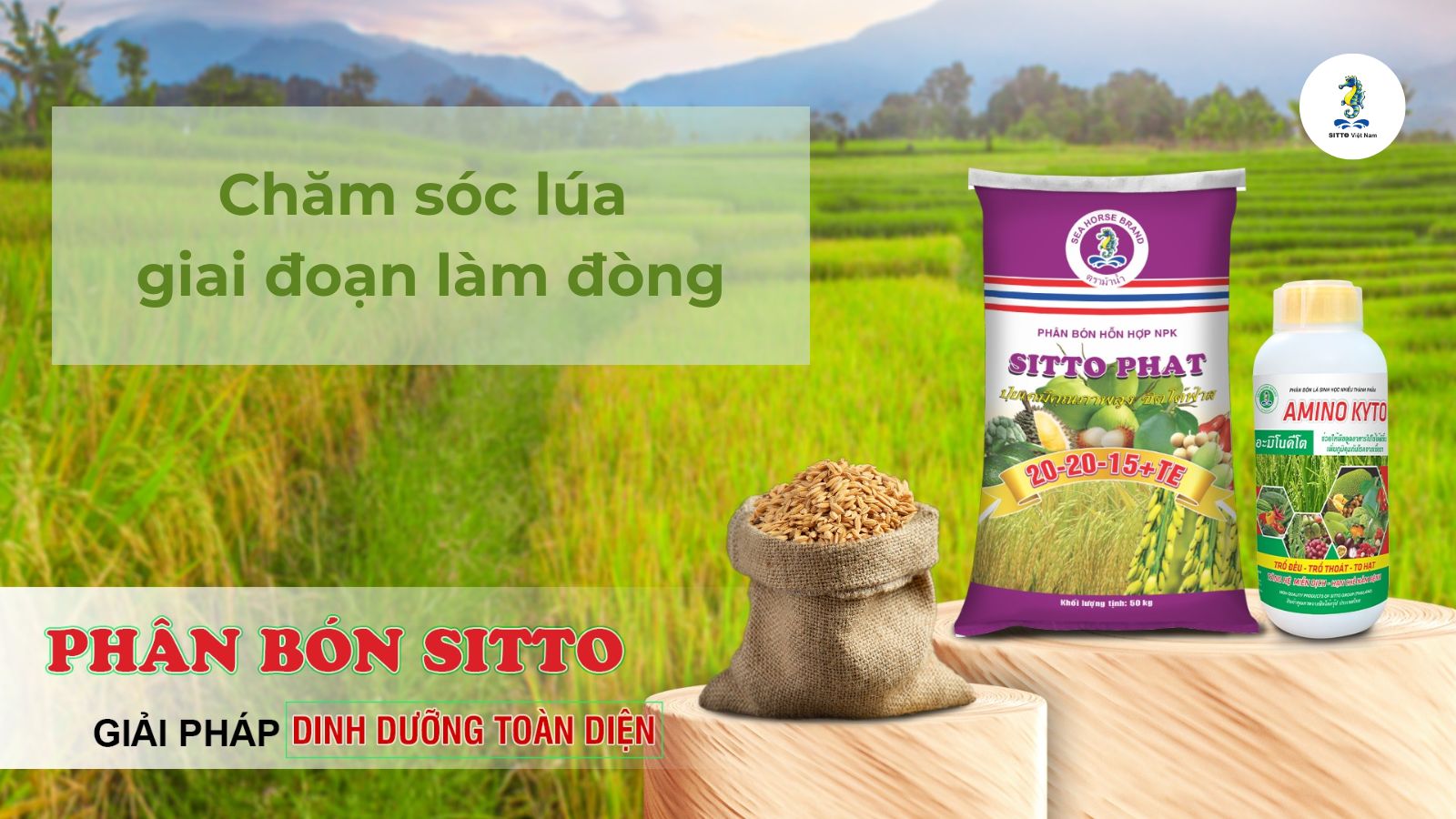 Kỹ thuật chăm sóc lúa giai đoạn làm đòng