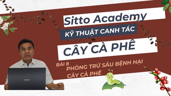 Phòng trừ sâu bệnh hại cây cà phê | Kỹ thuật canh tác cây cà phê