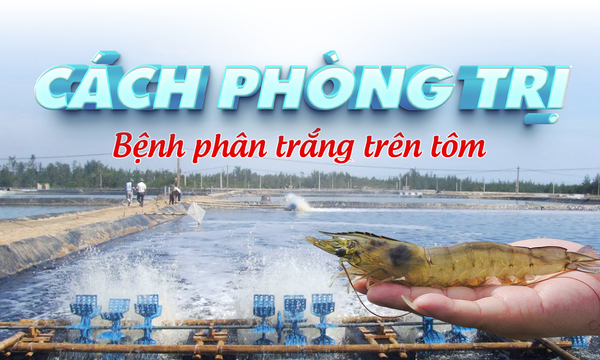 Cách phòng trị bệnh phân trắng trên tôm an toàn, hiệu quả