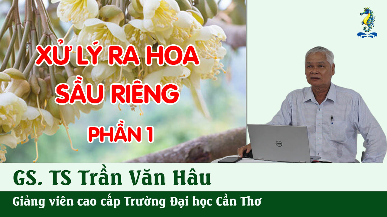 Kỹ Thuật Canh Tác Sầu Riêng - Xử Lý Ra Hoa (Phần 1) | SITTO eShop