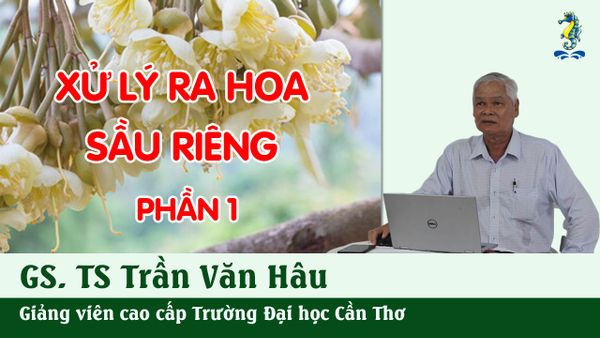 Kỹ Thuật Canh Tác Sầu Riêng - Xử Lý Ra Hoa (Phần 1) | SITTO eShop