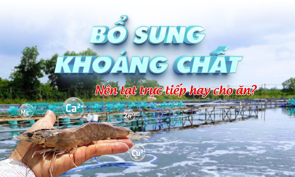 Cách bổ sung khoáng chất cho tôm nuôi phát triển khỏe mạnh