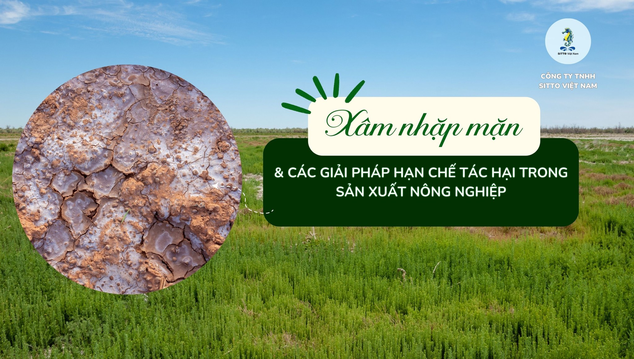 Xâm nhặp mặn và các giải pháp hạn chế tác hại trong sản xuất nông nghiệp