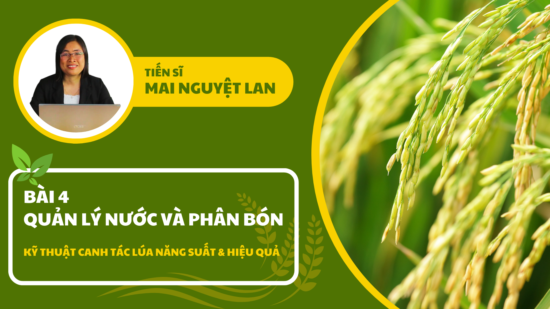 Kỹ Thuật Canh Tác Lúa - Quản Lý Nước Và Phân Bón (Bài 4) | SITTO eShop