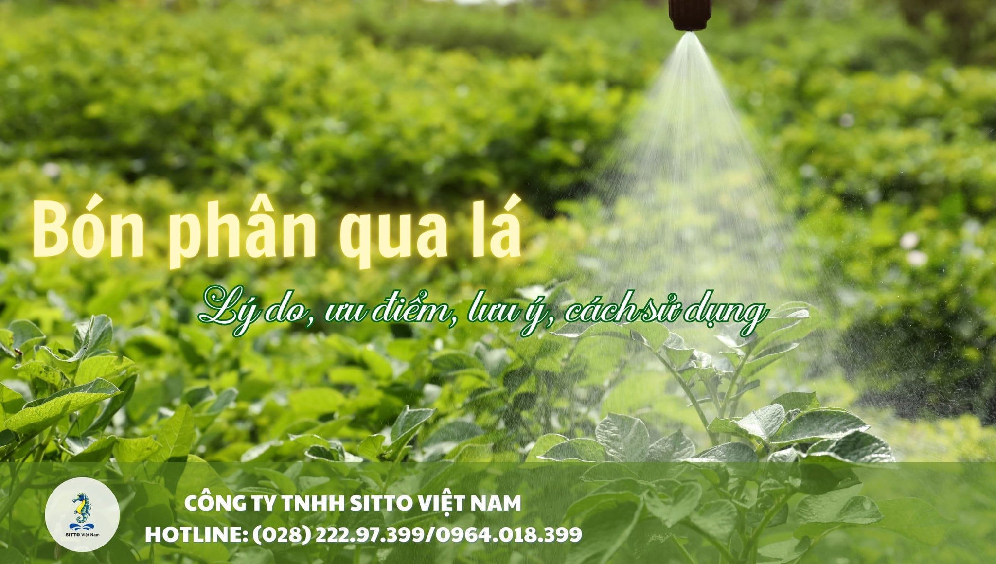 Bón phân qua lá: Lý do, ưu điểm, lưu ý, cách sử dụng