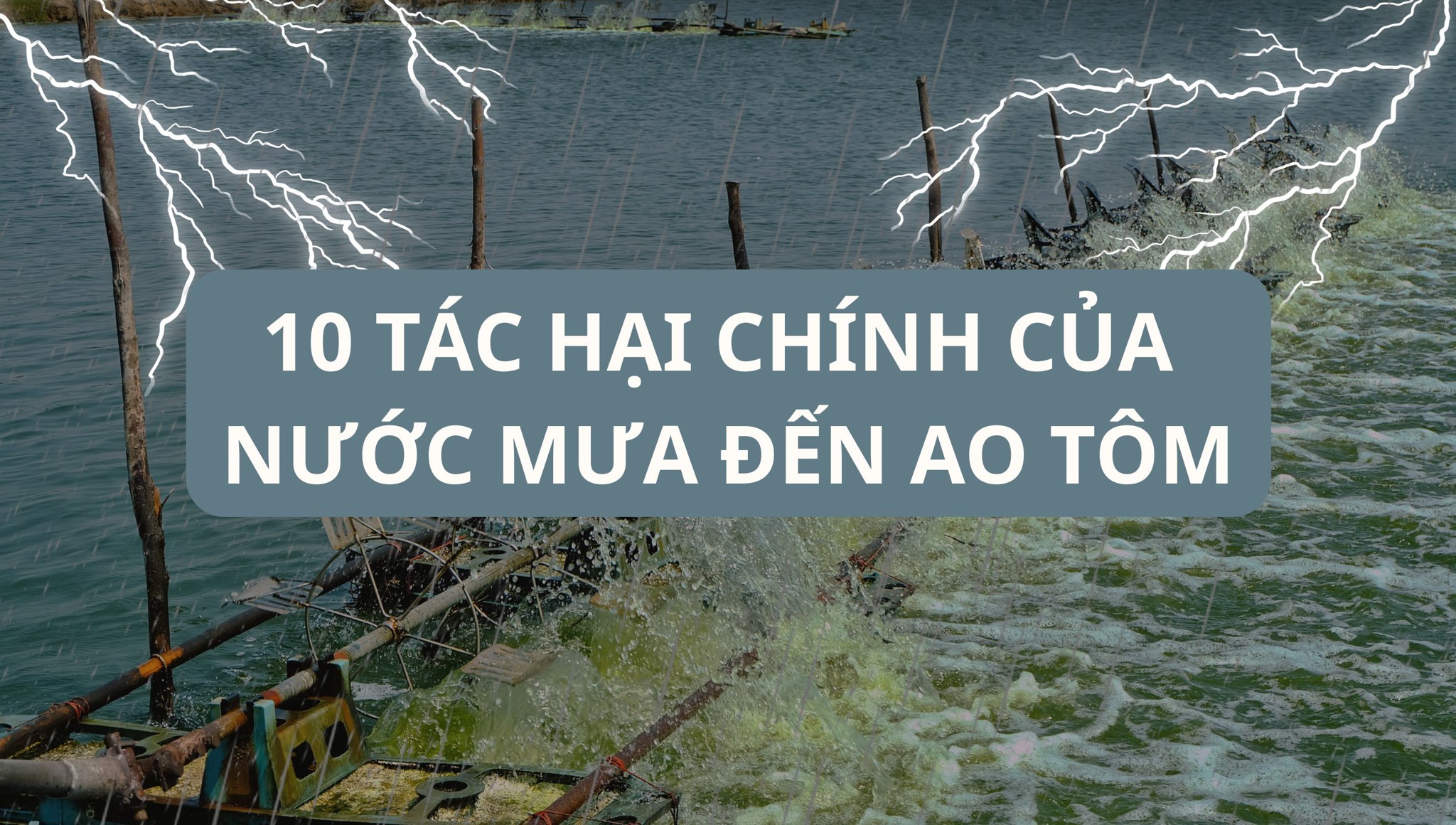 10 Tác hại chính của nước mưa đến ao tôm