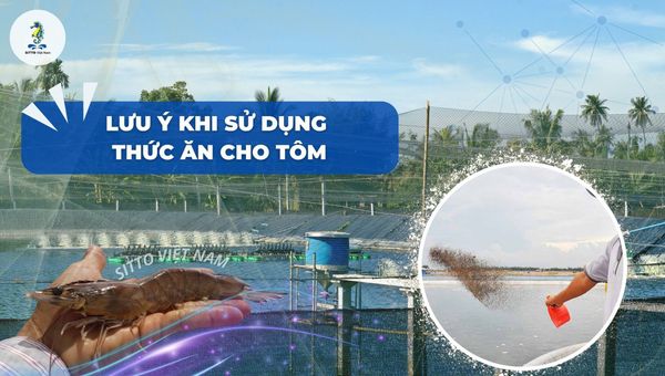 Những lưu ý khi sử dụng thức ăn cho tôm để tôm tăng trưởng tốt