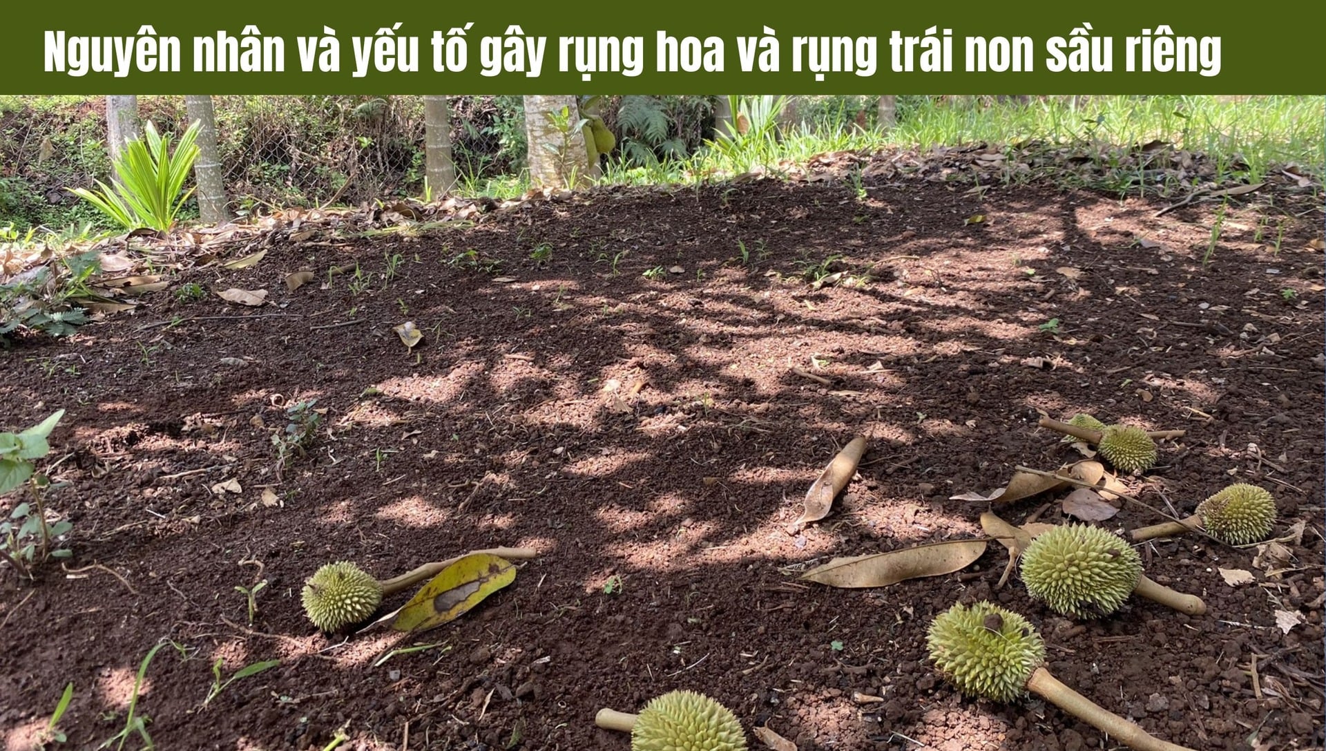 Nguyên nhân và yếu tố gây rụng hoa và rụng trái non sầu riêng