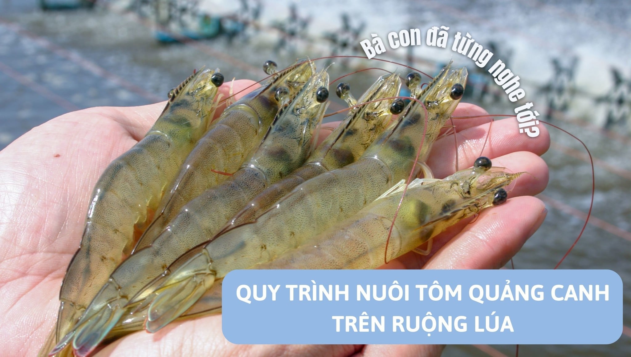 Quy trình nuôi tôm quảng canh trên ruộng lúa