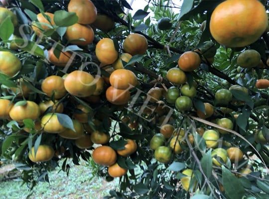 Tại sao áp dụng phương pháp bón phân qua lá